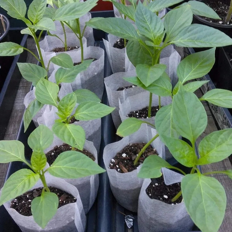 Biodegradable Non-Woven Nursery Seedling Bags | 3 Sizes | 100–500 Pcs | Grow Pots